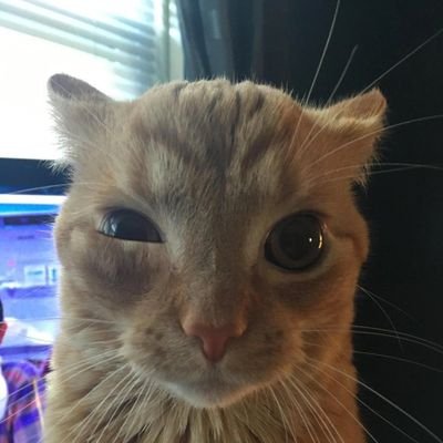 itinerant_sun's profile picture. 8 years HRT and still don't pass chemically lobotomised brain tumour patient punished creative genius sacrificed on the altar of mammon