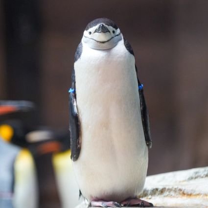 QcpI1aJwSV19604's profile picture. とにかく好き