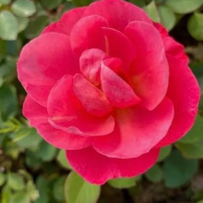 cinnamomearosa's profile picture. I’m not lonely babe, I am free | call me Cin | Psychic and Healing | Roleplay and Writing | statements represent only myself