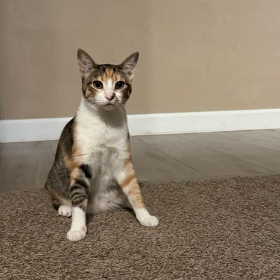 SFGiantsCats's profile picture. Love everything: Star Wars, SF Giants, Marvel, or anything nerdy