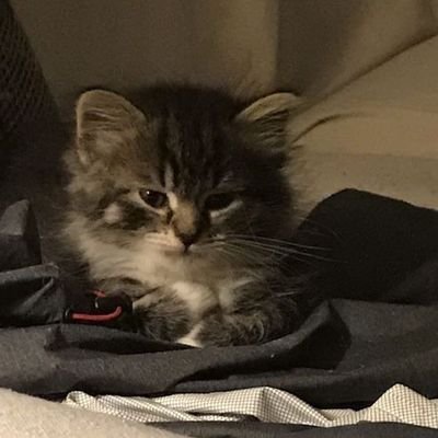 MukolaC20764's profile picture. 