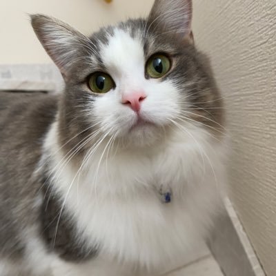 lemo0928's profile picture. たまにスロット打つ女