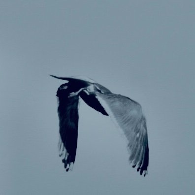 chmpntrder's profile picture. 