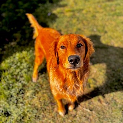 lolgavinn's profile picture. 