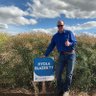 danrollsroyce's profile picture. Agronomy professional focused on dry land and irrigated systems | Delivering research-based solutions that drive yield. Territory Manager for Pacific Seeds. PVs