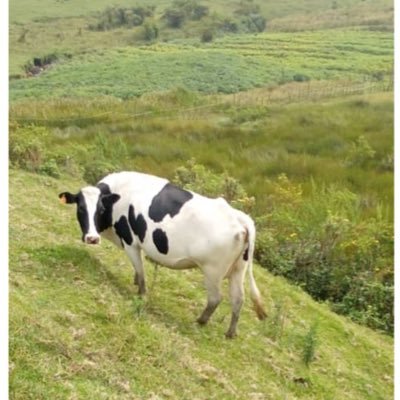 Ernesteimfj2's profile picture. Tangamahoro