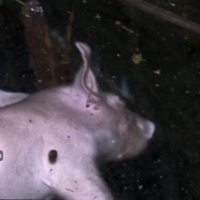 mickidiot's profile picture. 37 years old with a son I hate