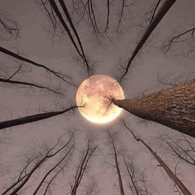 Showreciepts's profile picture. 