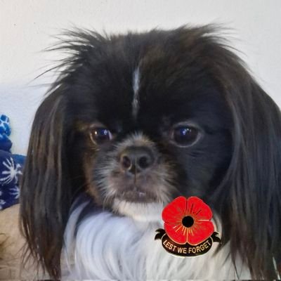 Nightbird7115's profile picture. No Kings
#AlPacino 
#JohnnyDepp #movies