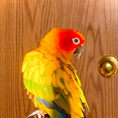 klurtsz's profile picture. existential hot potato | caffeineholic #rblxyttwt #OFWGKTA