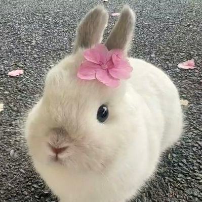 ImsooyasImokay's profile picture. Sooyas 103%