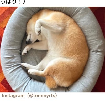 lauUCNAPgqxMEj3's profile picture. @tommyrts様。かわいい画像をアイコンさせていただきありがとうございます。 最初に言っておく。煙草の臭いは無理。そしてLINEもTikTokも繋がりません。