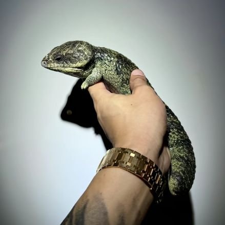 MxxReptile's profile picture. Focus on high end reptiles