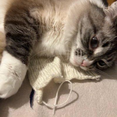 HappyHarumaki1's profile picture. 棒針と中古のるーぱるとパリエ8をメインで使ってます