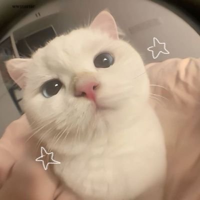 baeveega's profile picture. random things