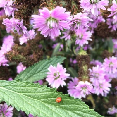 DdaodoDao's profile picture. มือใหม่หัดเขียน 📝 : ร้านกาแฟฝนแรก : First Rain Café ☔️ 🔛