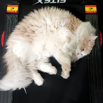 Yammy_Bacon's profile picture. 🌈 หวีดทุกสิ่งที่ใจฟู 🌈 ~• หลีกหนีดราม่า •~                            #ต้าห์อู๋ออฟโรด #LAZ1  #LYKN  #GELBOYS