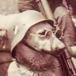 KometBlitz's profile picture. WANGH(AF)