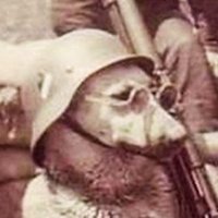 Blitz (@kometblitz) 's Twitter Profile