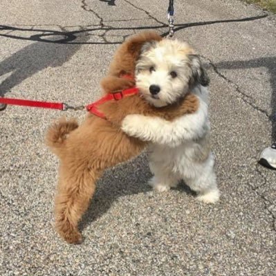 dizzymusculus's profile picture. FAKER ⭐️⭐️⭐️⭐️⭐️🌟