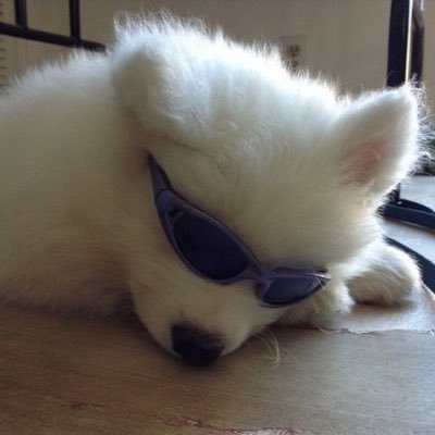 nobamho's profile picture. 🐶🪽