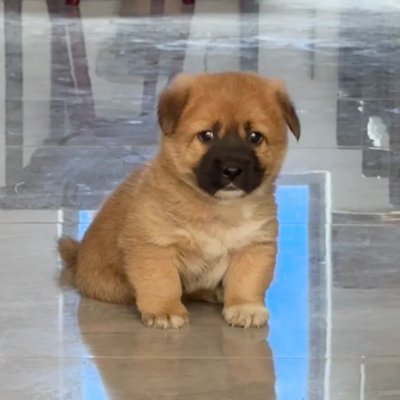 9527_emily's profile picture. MAGA Girl Support all of Trump's team 🇺🇸  ✨#MAGA