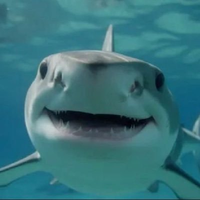 onedoorayaki's profile picture. 🦈