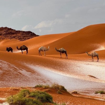 AlrefaeAhmed's profile picture. عاشق للتقنية ومهتم بالسيارات، رياضي سابق🏃🏻‍♂️ مؤسس @dceksa شريك مؤسس @carsway 🚘 ذئب أحمر !