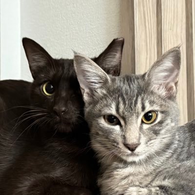 ElmoHerme1101's profile picture. エルメ(茶)♀1歳とエルモ(グレー)♂5ヶ月🐈‍⬛🐈 保護猫ちゃんです