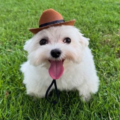 guachin54's profile picture. Este no es mundo para cobardes.