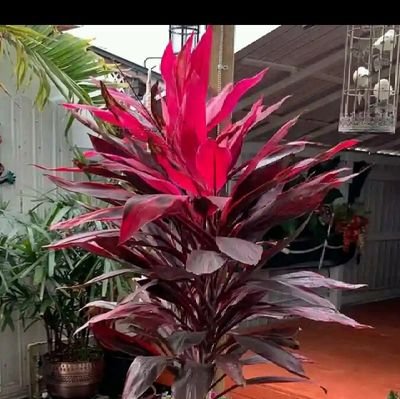 HarunaSani92464's profile picture. beautiful business man any flowers you need I getting