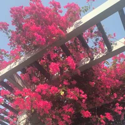 Priyank87309644's profile picture. 