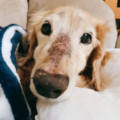 long_inu_4ever's profile picture. アロくん(♂18才)と私(なぎ)の日々。ヘッダーは数年前のある日の寝姿