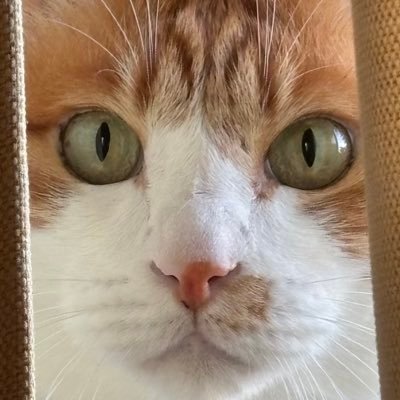 akio6292000's profile picture. カリピストを兼業するサバイバー
そのうち歌う人。社会の闇に揉まれエッジは鋭いです。