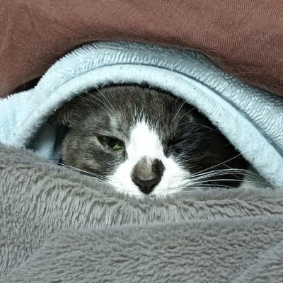 ghe18282's profile picture. 最推しは　桃鈴ねね🍑🥟推し　角巻わため🐏です。
ゆる～く推し活してます
良ければ仲良くして下さい！
呼び方はちーさまでもちーさんでも大丈夫ですw

戦績　6thフェス1stステージ🐏🍑　ホロマッチ　🍑昼の部　👾トワ様2nd