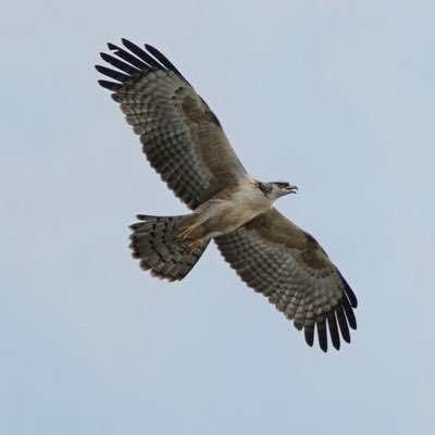 utnfQBnqpW85904's profile picture. 眼科志望の医学生