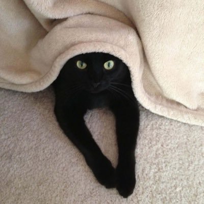 sunflower009001's profile picture. #LMSY🐨🐰 No cat's no live ∞ #clairebell #mable_siriwalee. 7605