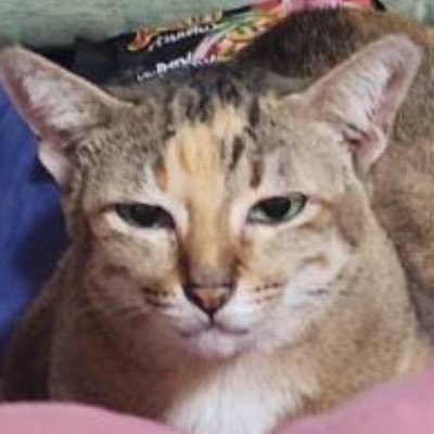 witeedaoraan's profile picture. คือนี่มองหน้านี่ก่อนปะ #kittyzen 🐈