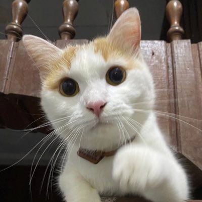 azuratia's profile picture. You can see her in blue