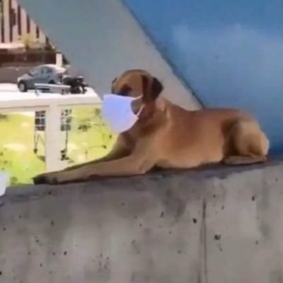 kindestgreet's profile picture. 🇵🇸🇸🇩 (Account to rt crowdfunds/mutual aid) Check out Linktree ⬇️ (Likes currently broken(can only rt)/DMs/account malfunctioning/Follows are being limited)