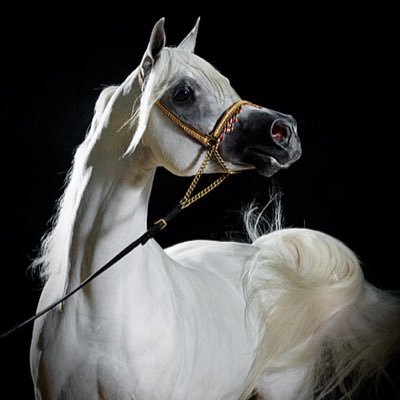 opwcxz's profile picture. الكلام مثل السراب والاحاسيس مثل الماء تروي الروح