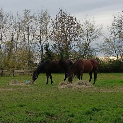 ClaireSayer7's profile picture. TB Breeder - owner of Celestial Empire + Starlite Jewel. Breeder of G3 2nd & 5x winner Star Empire, winners Unnoticed & Berrtie;  baby Twiggy by Rajasinghe