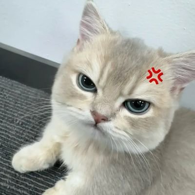 misturahh0's profile picture. 