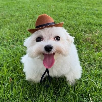 adrieelgou's profile picture. minha mente é composta por jogos