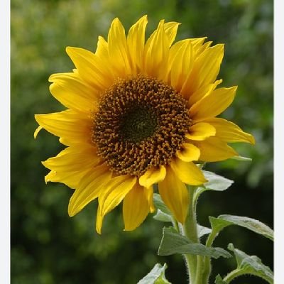 OPhone689's profile picture. #fortpeat 💙❤️  BBF แลกฟอลกัน