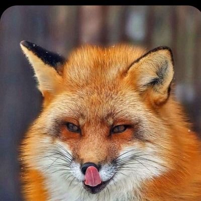 ksenia94536's profile picture. Наигранное святство,хуже блядства.😁Люблю🇷🇺,СВО💪,к предателям не толерантна,рогули мимо,я не хрюкаю.Грубость-чс.(осн. @Ya73483364)