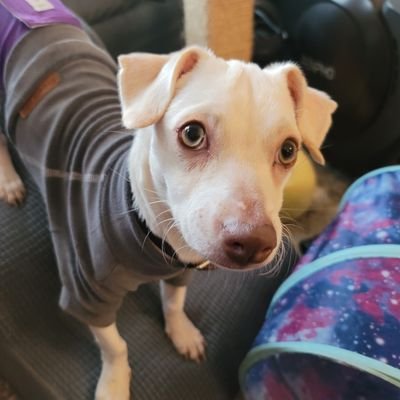 BeMoreCarnivore's profile picture. 2 year Carnivore after 40 years vegetarian