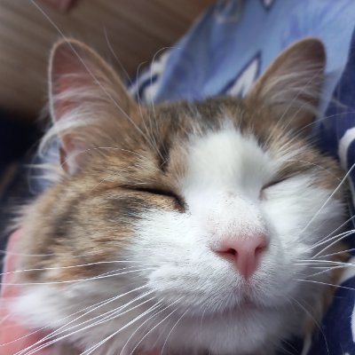 tucara33478029's profile picture. yo soy yo