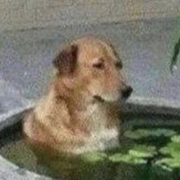 burnshomer3's profile picture. 