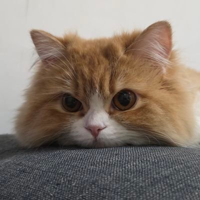 eoaeoong64774's profile picture. 